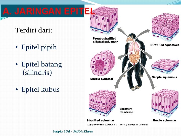 A. JARINGAN EPITEL Terdiri dari: • Epitel pipih • Epitel batang (silindris) • Epitel