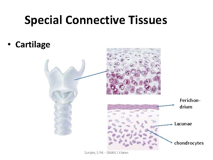 Special Connective Tissues • Cartilage Perichondrium Lacunae chondrocytes Suripto, S. Pd. - SMAN 1