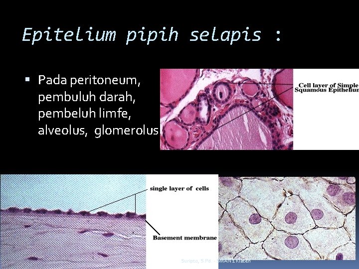 Epitelium pipih selapis : Pada peritoneum, pembuluh darah, pembeluh limfe, alveolus, glomerolus. Suripto, S.