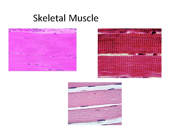 Skeletal Muscle Suripto, S. Pd. - SMAN 1 Klaten 