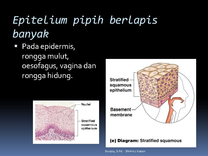 Epitelium pipih berlapis banyak Pada epidermis, rongga mulut, oesofagus, vagina dan rongga hidung. Suripto,