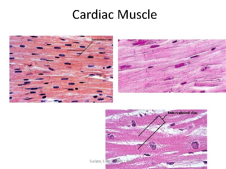 Cardiac Muscle Suripto, S. Pd. - SMAN 1 Klaten 
