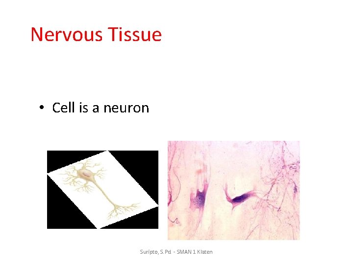 Nervous Tissue • Cell is a neuron Suripto, S. Pd. - SMAN 1 Klaten