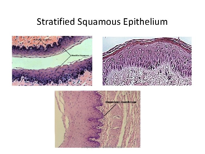 Stratified Squamous Epithelium Suripto, S. Pd. - SMAN 1 Klaten 