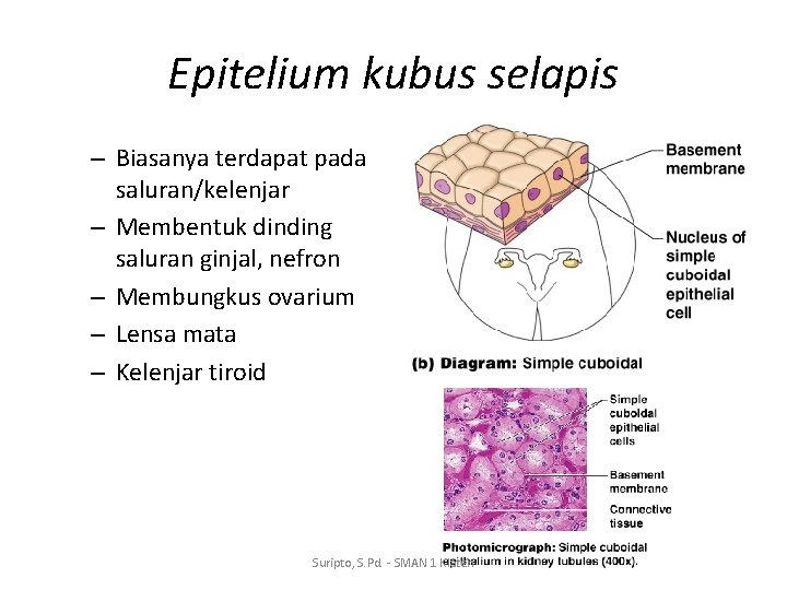 Epitelium kubus selapis – Biasanya terdapat pada saluran/kelenjar – Membentuk dinding saluran ginjal, nefron