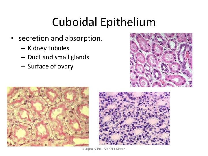 Cuboidal Epithelium • secretion and absorption. – Kidney tubules – Duct and small glands
