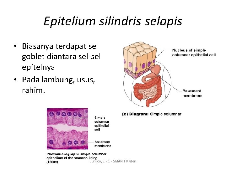 Epitelium silindris selapis • Biasanya terdapat sel goblet diantara sel-sel epitelnya • Pada lambung,