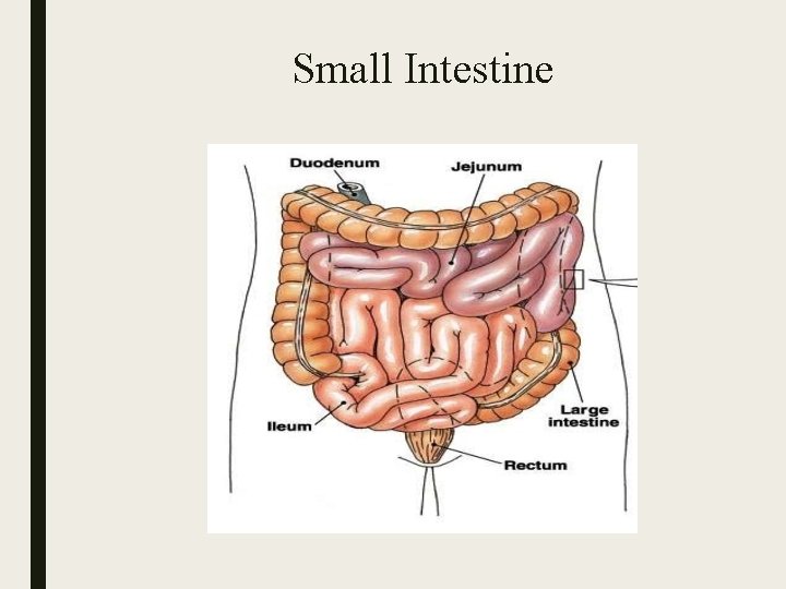 Small Intestine 