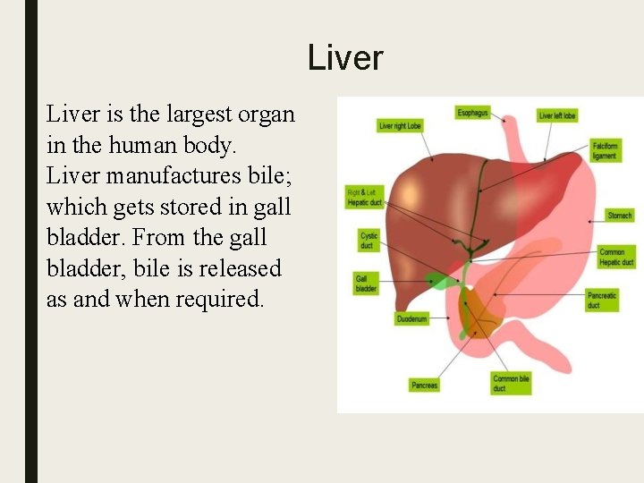 Liver is the largest organ in the human body. Liver manufactures bile; which gets