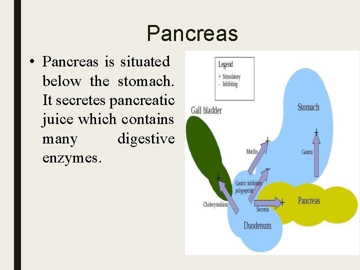 Pancreas • Pancreas is situated below the stomach. It secretes pancreatic juice which contains