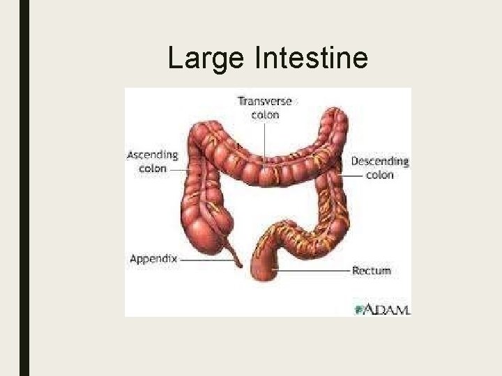 Large Intestine 