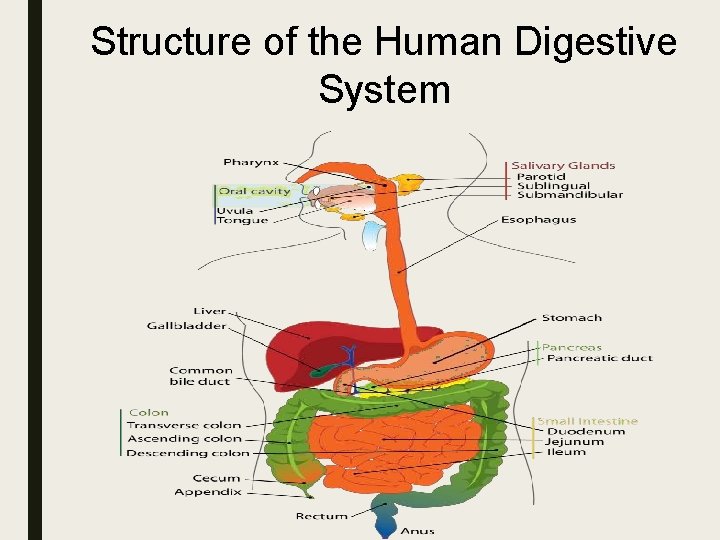 Structure of the Human Digestive System 