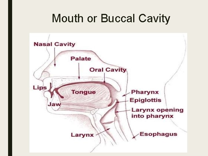 Mouth or Buccal Cavity 
