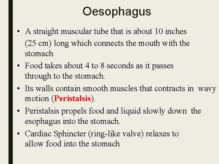 Oesophagus • A straight muscular tube that is about 10 inches (25 cm) long