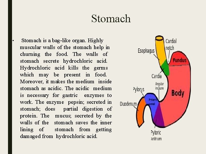 Stomach • Stomach is a bag-like organ. Highly muscular walls of the stomach help