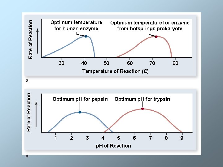 Rate of Reaction Optimum temperature for human enzyme 30 40 Optimum temperature for enzyme