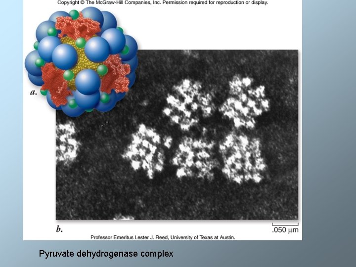 Pyruvate dehydrogenase complex 
