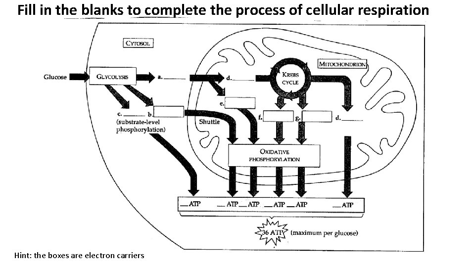 Fill in the blanks to complete the process of cellular respiration Hint: the boxes