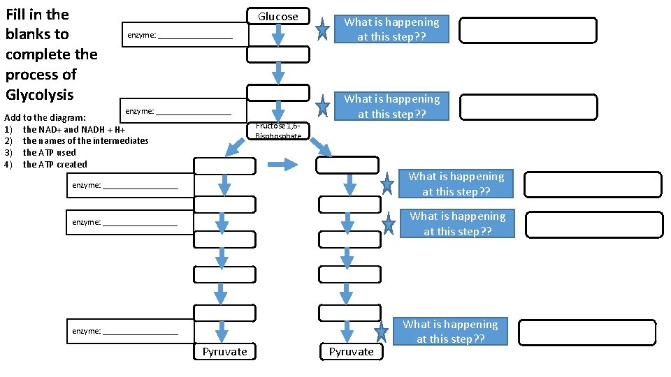 Fill in the blanks to complete the process of Glycolysis Glucose enzyme: __________________ Add