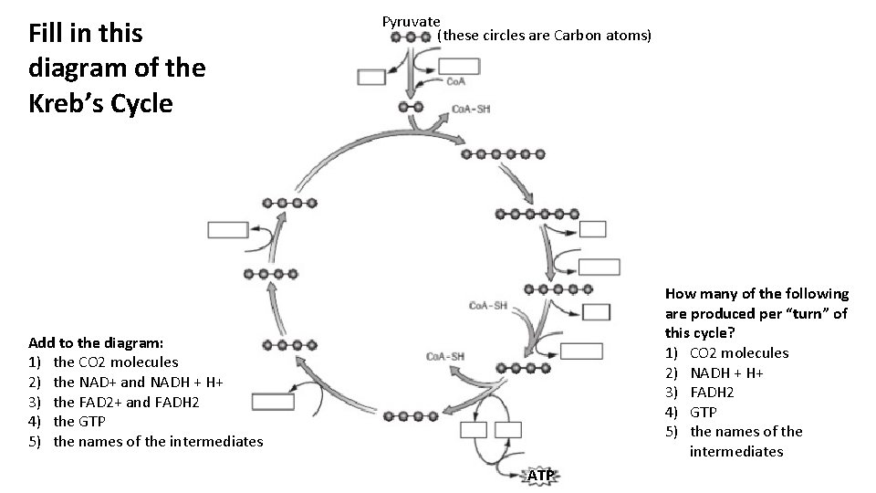 Fill in this diagram of the Kreb’s Cycle Pyruvate (these circles are Carbon atoms)