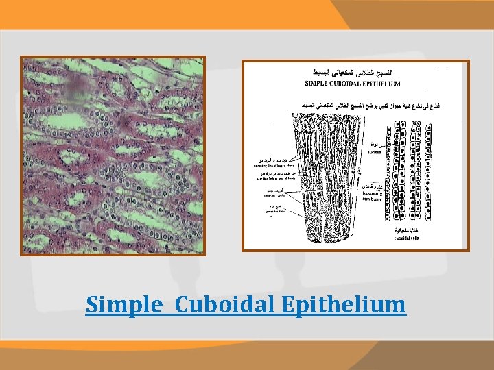 Simple Cuboidal Epithelium 