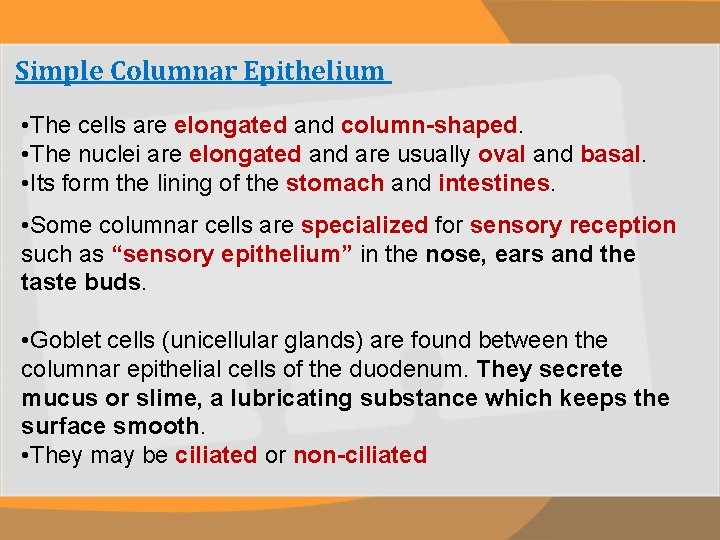 Simple Columnar Epithelium • The cells are elongated and column-shaped. • The nuclei are