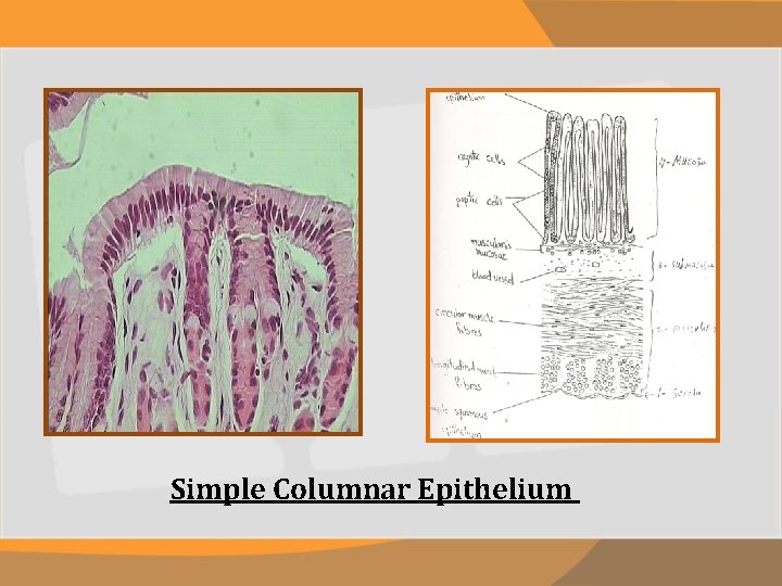 Simple Columnar Epithelium 