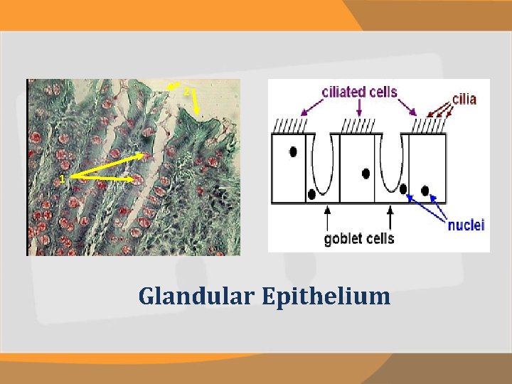 2 1 Glandular Epithelium 