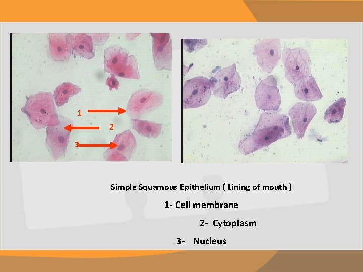 1 2 3 Simple Squamous Epithelium ( Lining of mouth ) 1 - Cell