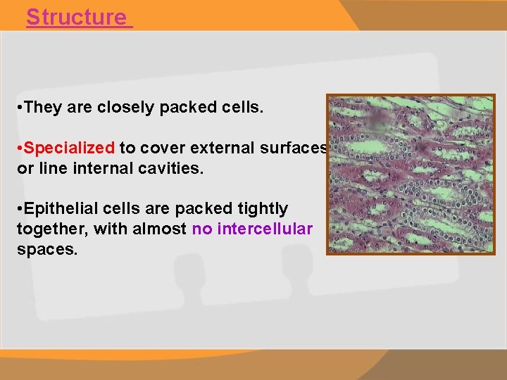 Structure • They are closely packed cells. • Specialized to cover external surfaces or