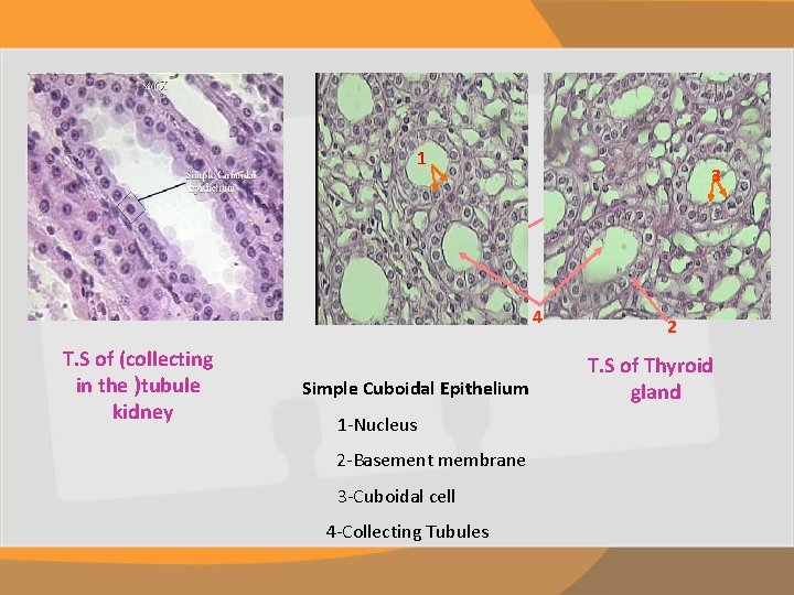 1 3 4 T. S of (collecting in the )tubule kidney Simple Cuboidal Epithelium