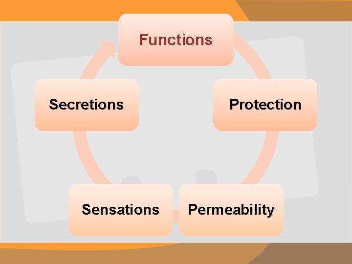 Functions Secretions Sensations Protection Permeability 