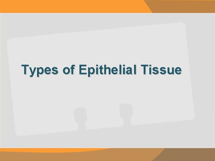Types of Epithelial Tissue 