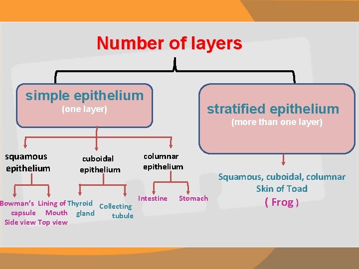 Number of layers simple epithelium stratified epithelium (one layer) (more than one layer) squamous