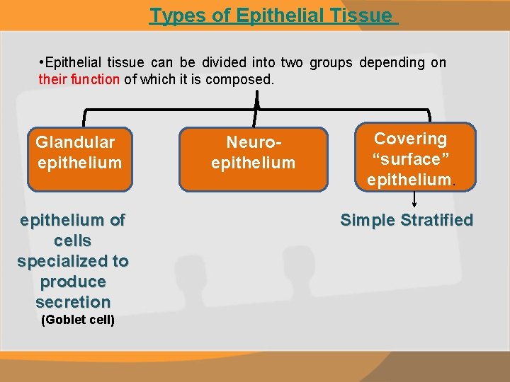 Types of Epithelial Tissue • Epithelial tissue can be divided into two groups depending