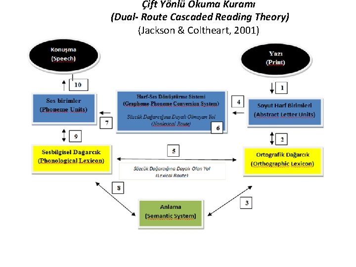 Çift Yönlü Okuma Kuramı (Dual- Route Cascaded Reading Theory) (Jackson & Coltheart, 2001) 