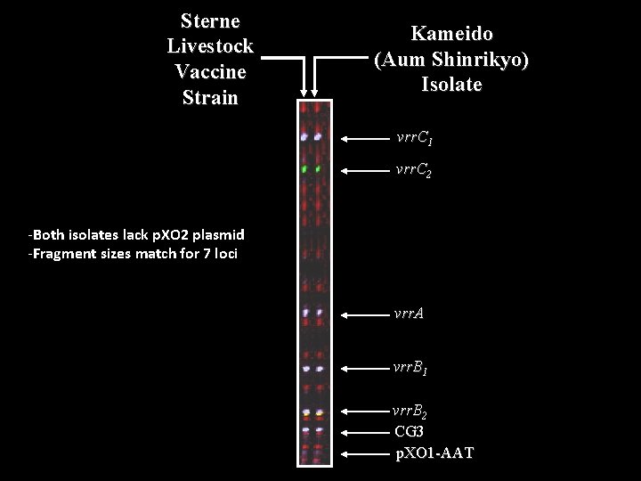 Sterne Livestock Vaccine Strain Kameido (Aum Shinrikyo) Isolate vrr. C 1 vrr. C 2