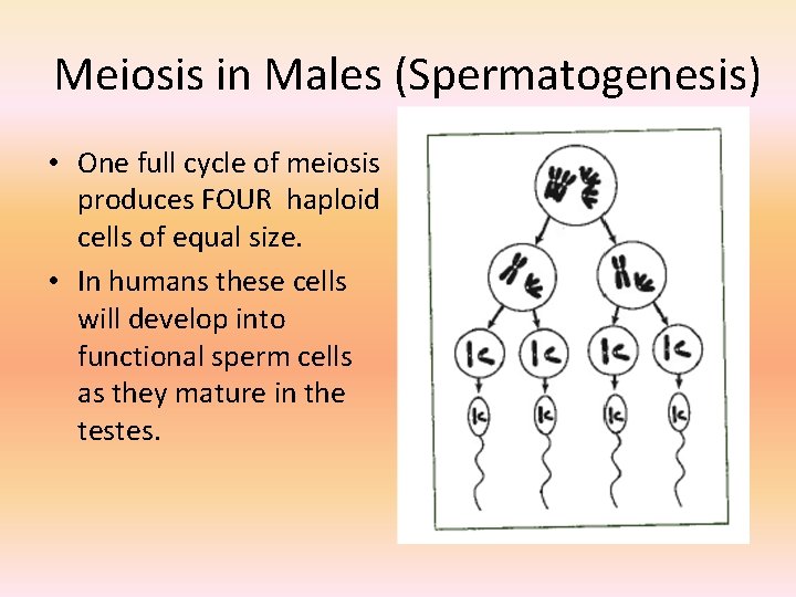 Meiosis in Males (Spermatogenesis) • One full cycle of meiosis produces FOUR haploid cells