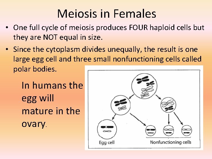 Meiosis in Females • One full cycle of meiosis produces FOUR haploid cells but