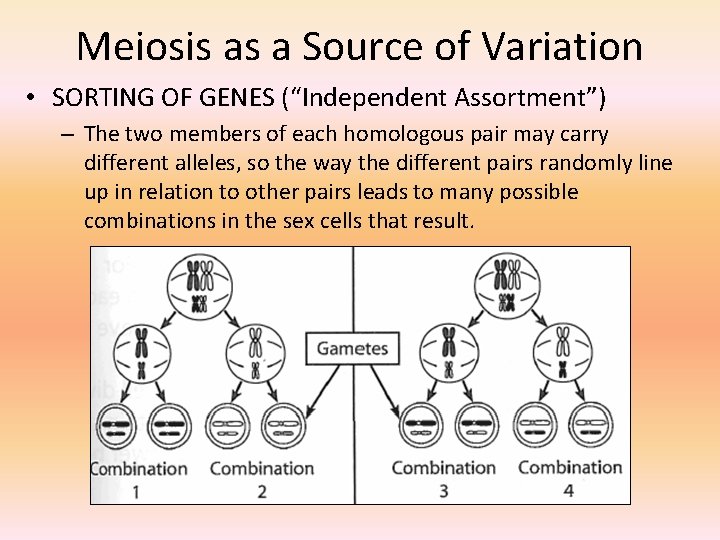 Meiosis as a Source of Variation • SORTING OF GENES (“Independent Assortment”) – The