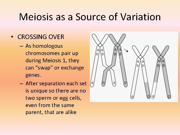 Meiosis as a Source of Variation • CROSSING OVER – As homologous chromosomes pair