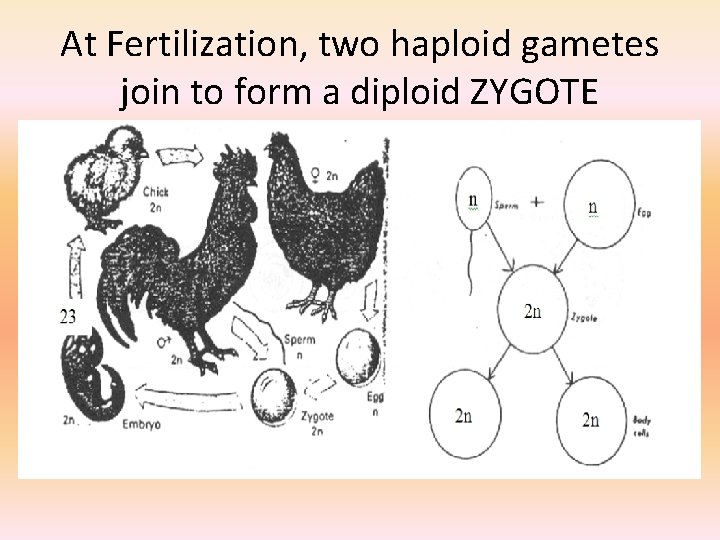 At Fertilization, two haploid gametes join to form a diploid ZYGOTE 