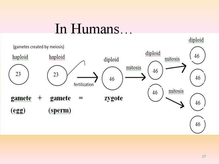 In Humans… 17 