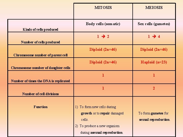 MITOSIS MEIOSIS Body cells (somatic) Sex cells (gametes) 1 2 1 4 Diploid (2