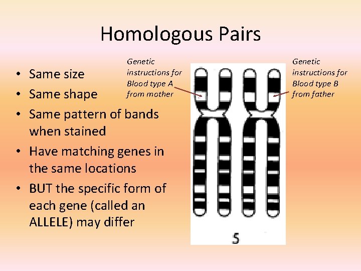 Homologous Pairs Genetic instructions for Blood type A from mother • Same size •