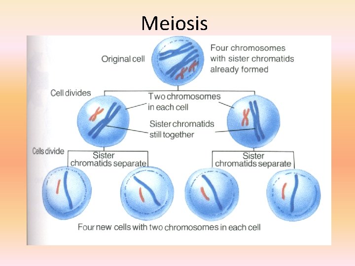 Meiosis 