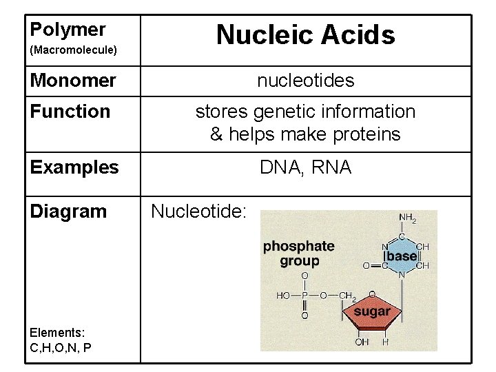 Polymer (Macromolecule) Nucleic Acids Monomer nucleotides Function stores genetic information & helps make proteins
