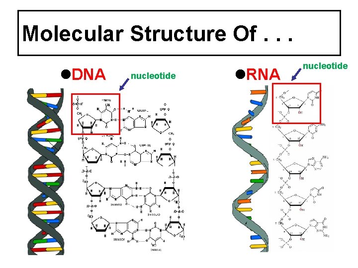 Molecular Structure Of. . . DNA nucleotide RNA nucleotide 