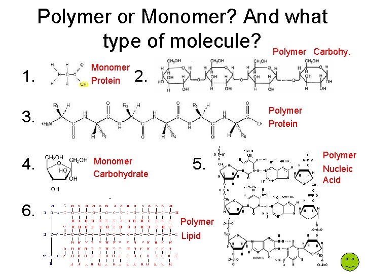 Polymer or Monomer? And what type of molecule? Polymer Carbohy. 1. Monomer Protein 2.