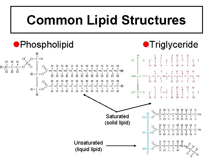 Common Lipid Structures Phospholipid Triglyceride Saturated (solid lipid) Unsaturated (liquid lipid) 